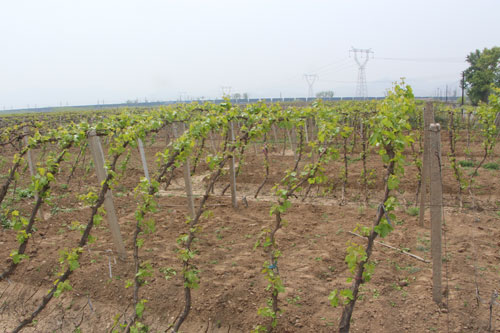 怎么种植无架葡萄