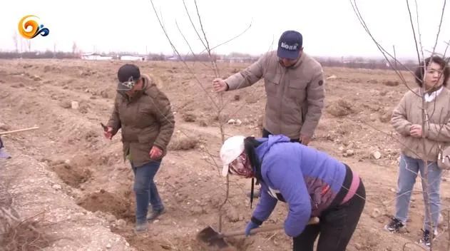 武家沟镇苹果种植示范园开始栽植苗木